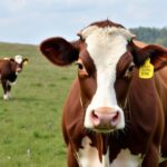 La Vache Aubrac : Trésor Vivant et Symbole Authentique du Massif Central