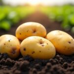 Pomme de terre Agria : tout savoir sur ses atouts, sa culture et des recettes savoureuses pour la sublimer