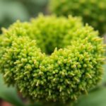 Récolte de l'ail : Quand et comment procéder ? Guide essentiel pour jardiniers novices et expérimentés